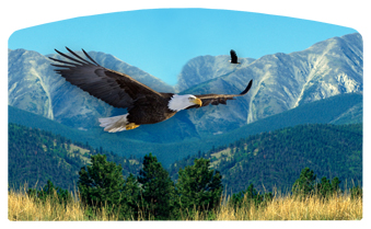 DACRO-130 Soaring Eagle Im Free